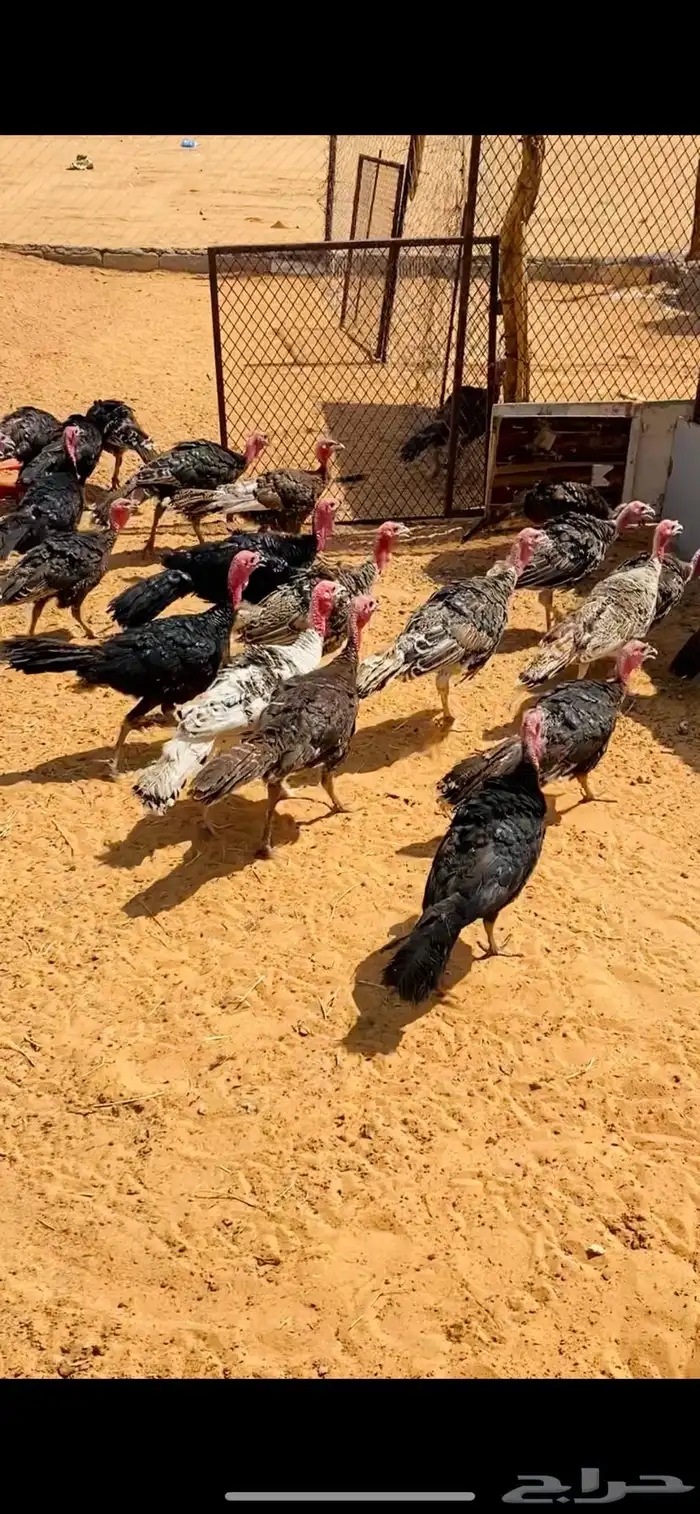 رومي العمر 4 شهور 1