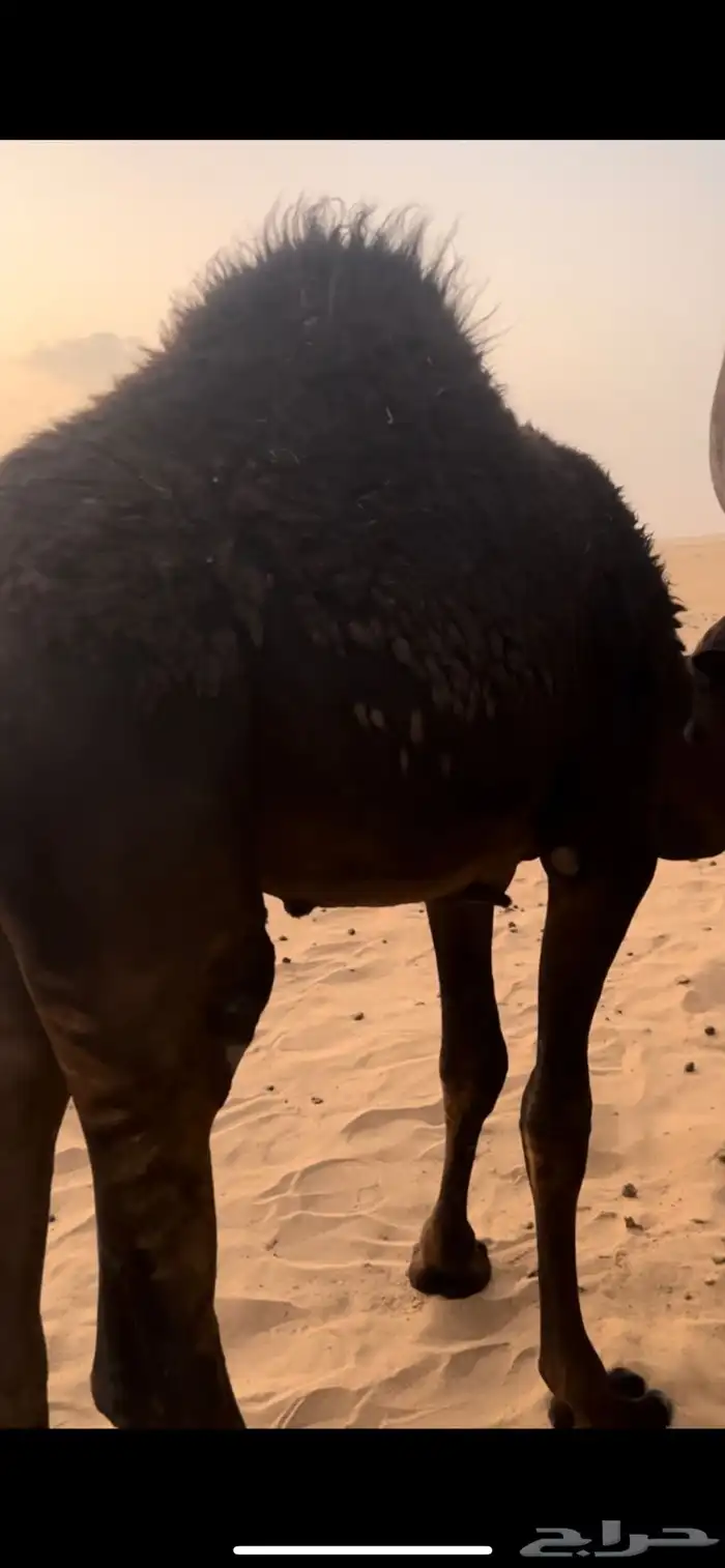 قعود فل شحك 0