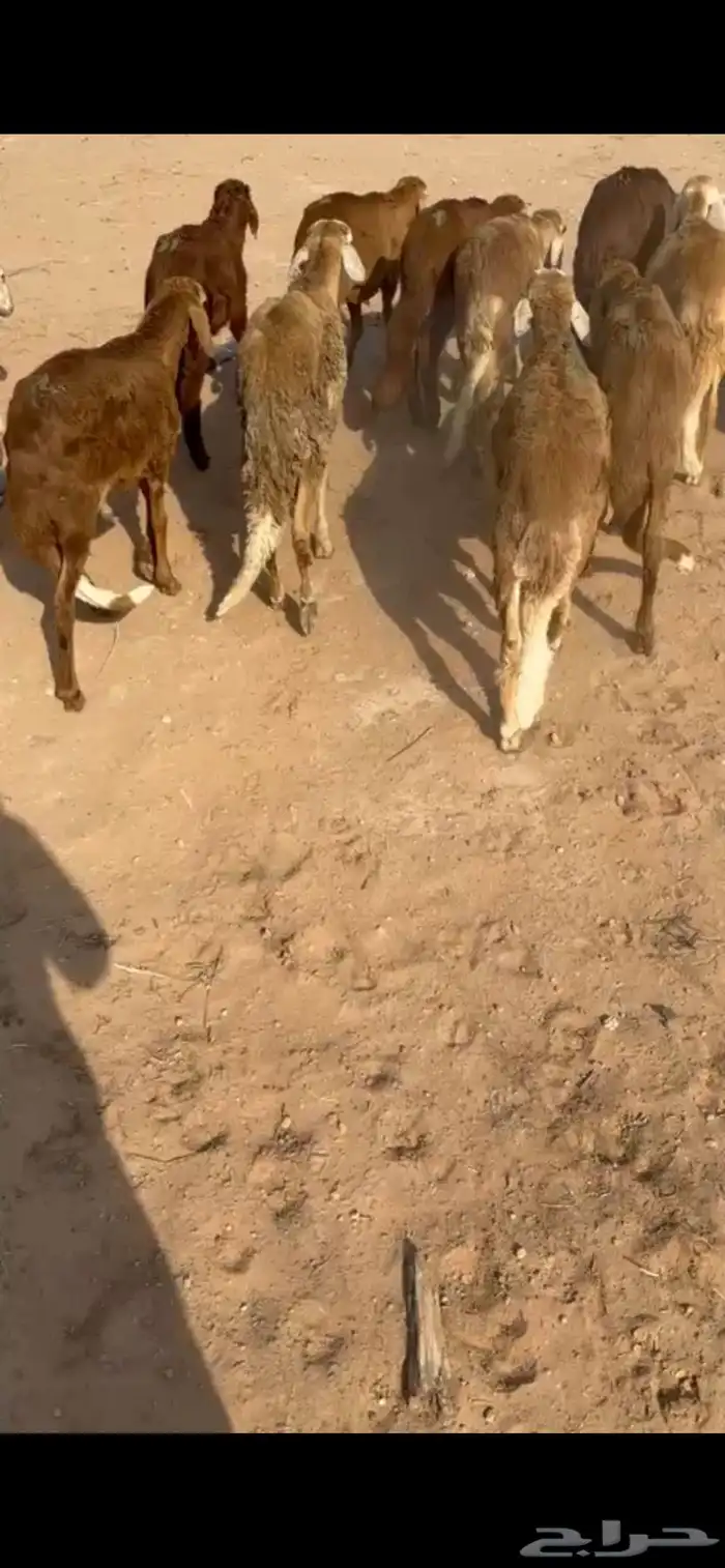 للبيع سواكن حمري طيبه 0