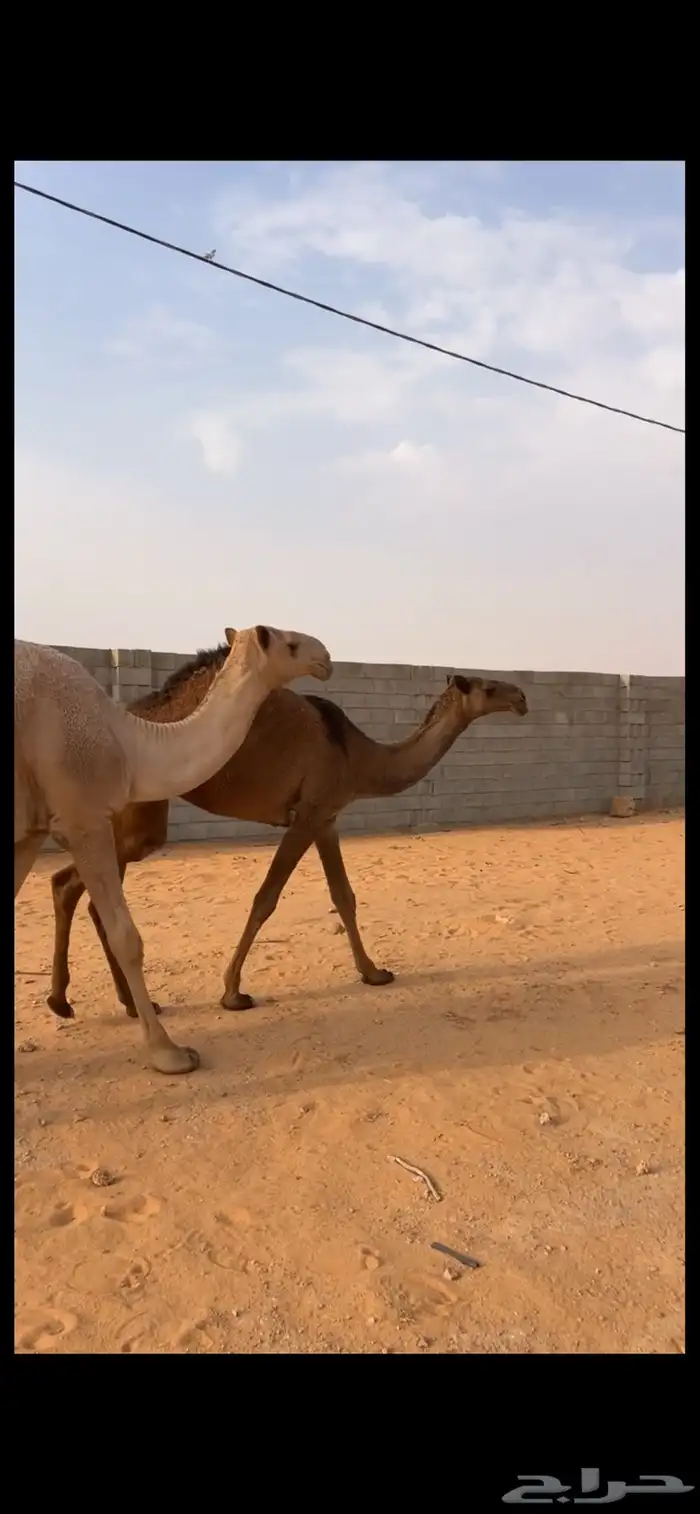 بكار 1