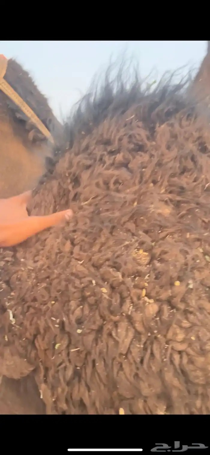 قعود فل شحك 3