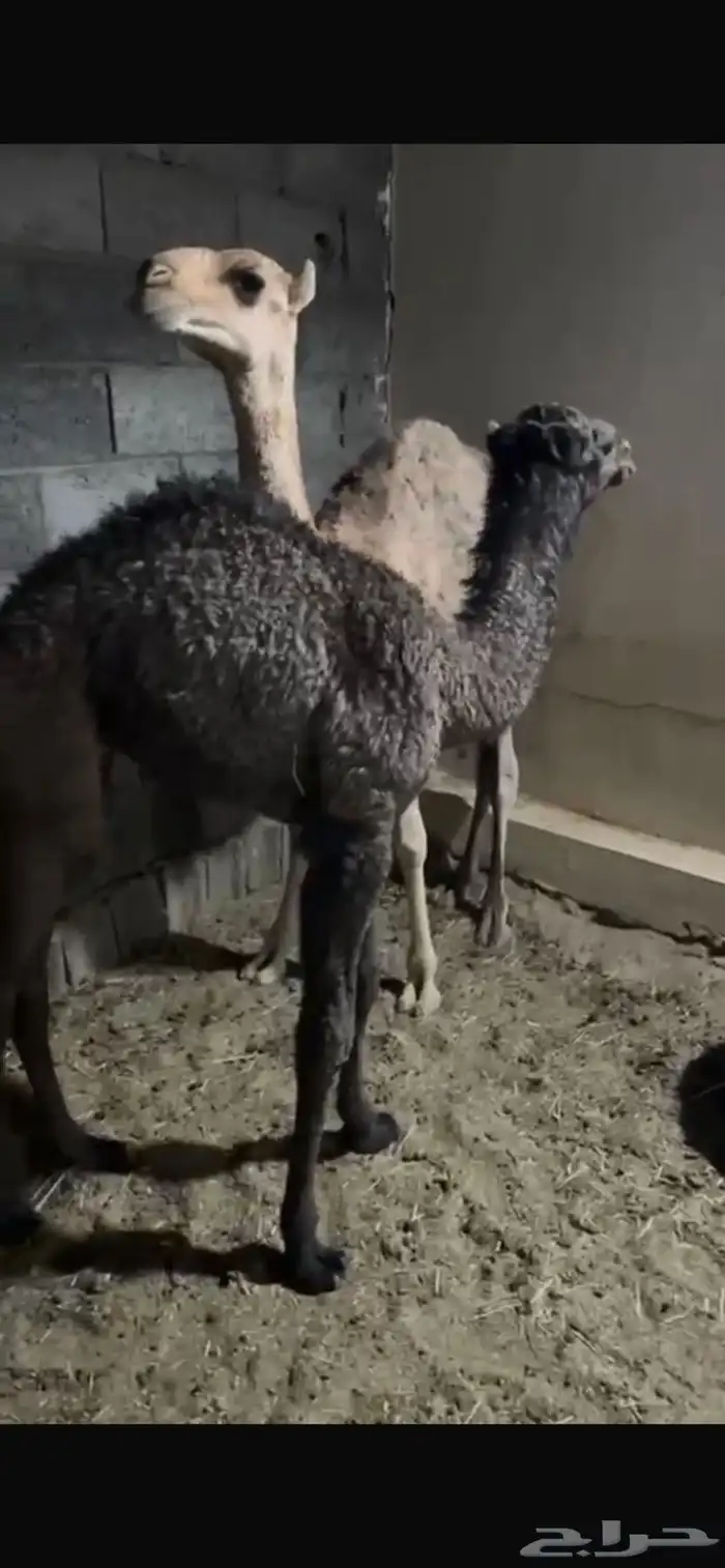 قعدان تربيه 1