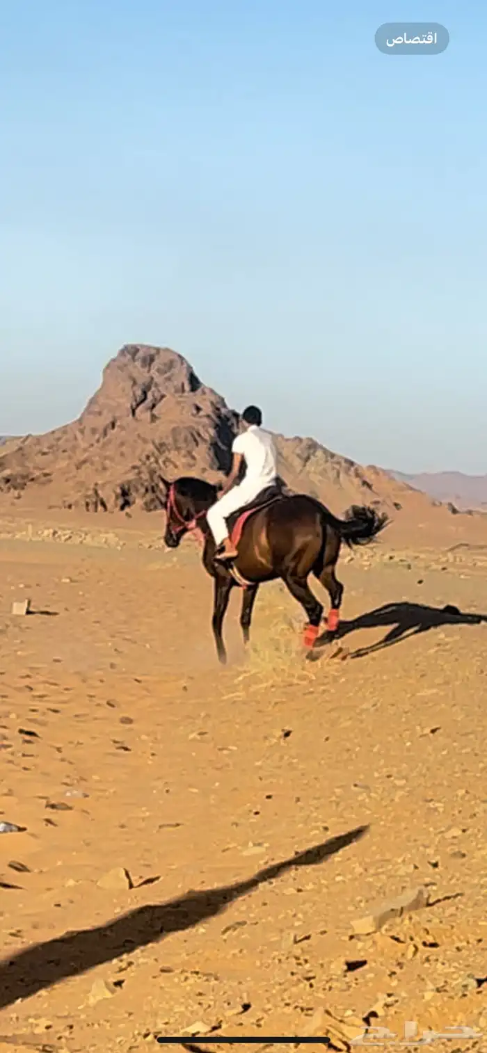 للبيع فرس شعبية 0