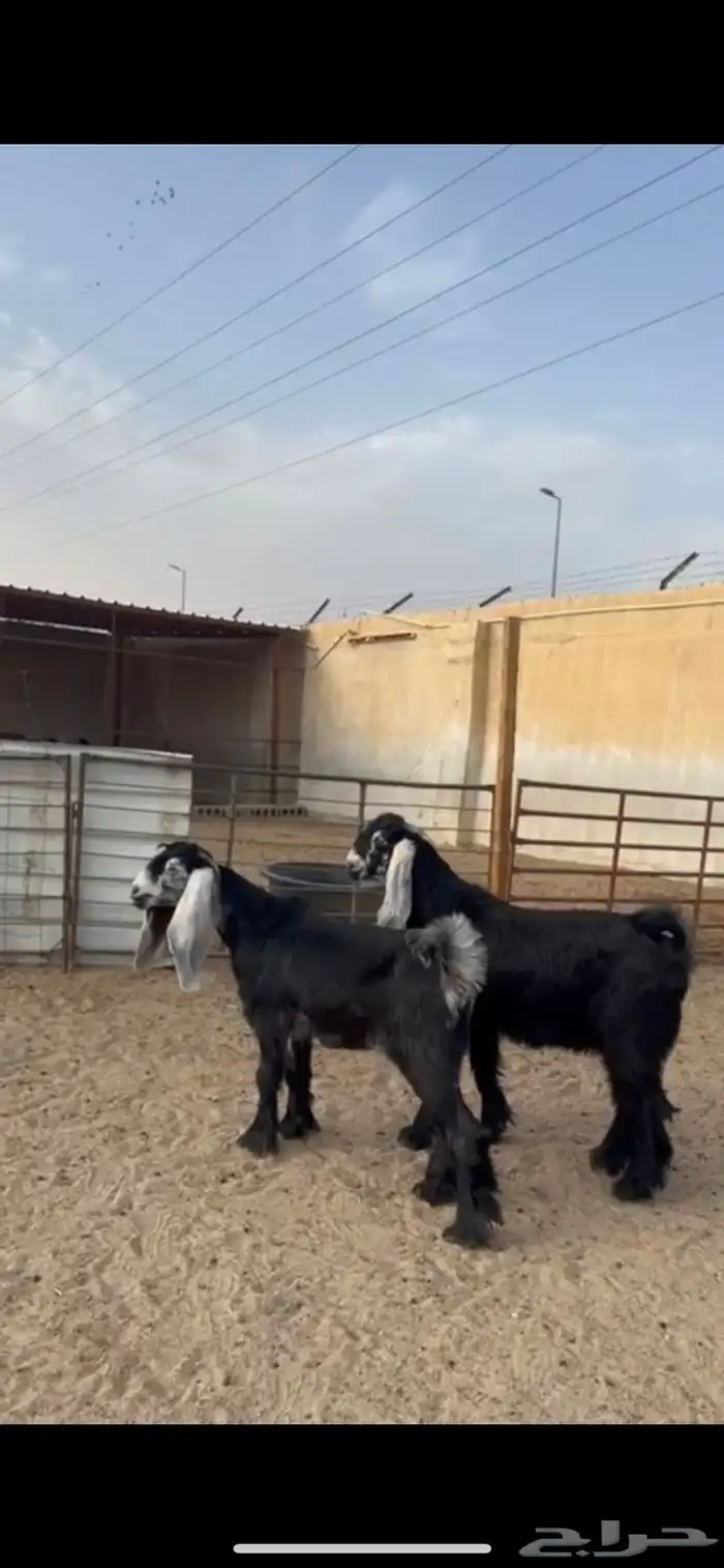 جفره وتيس ( تم البيع ) 0