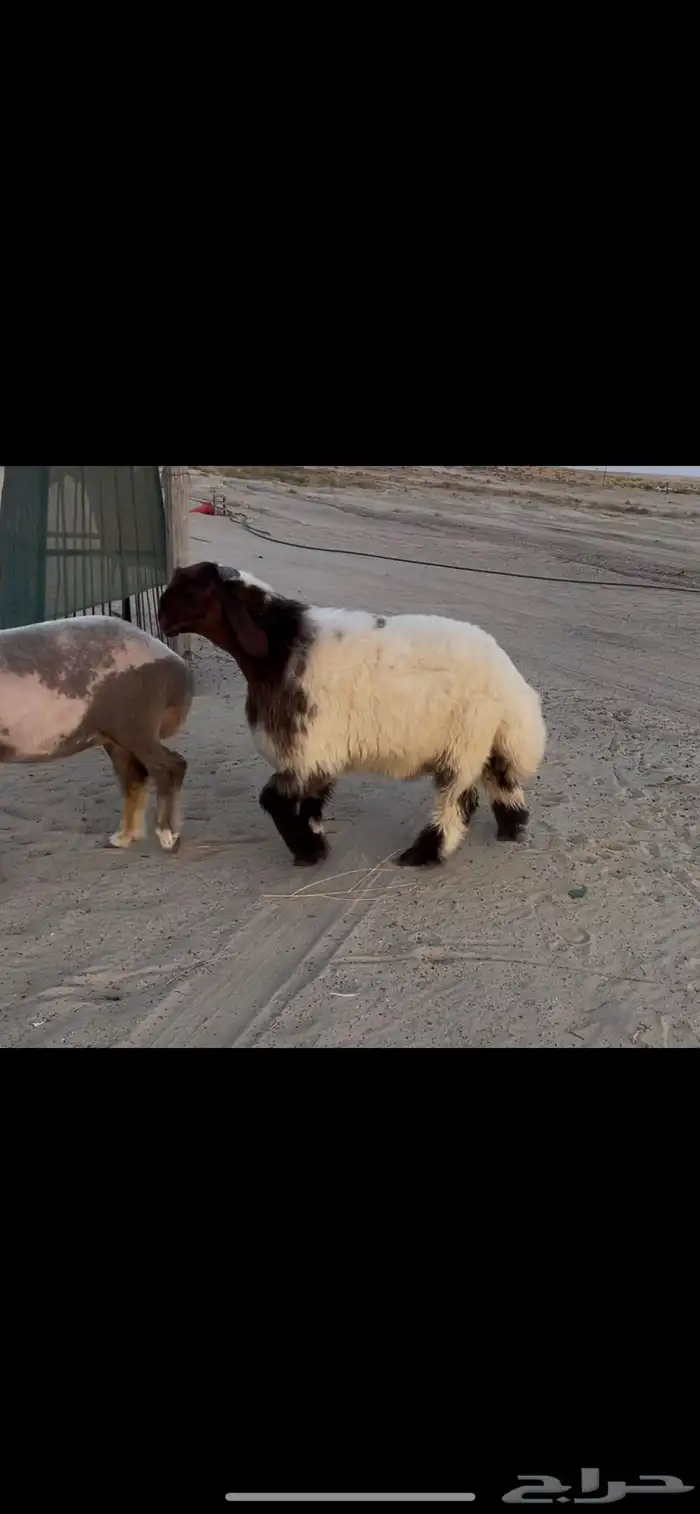 مشروع فحل نعيم صنف ادبس 2