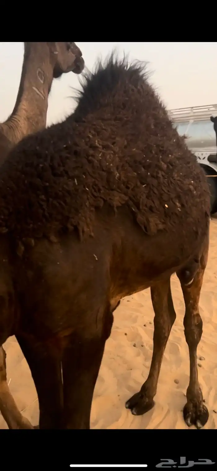 قعود فل شحك 1