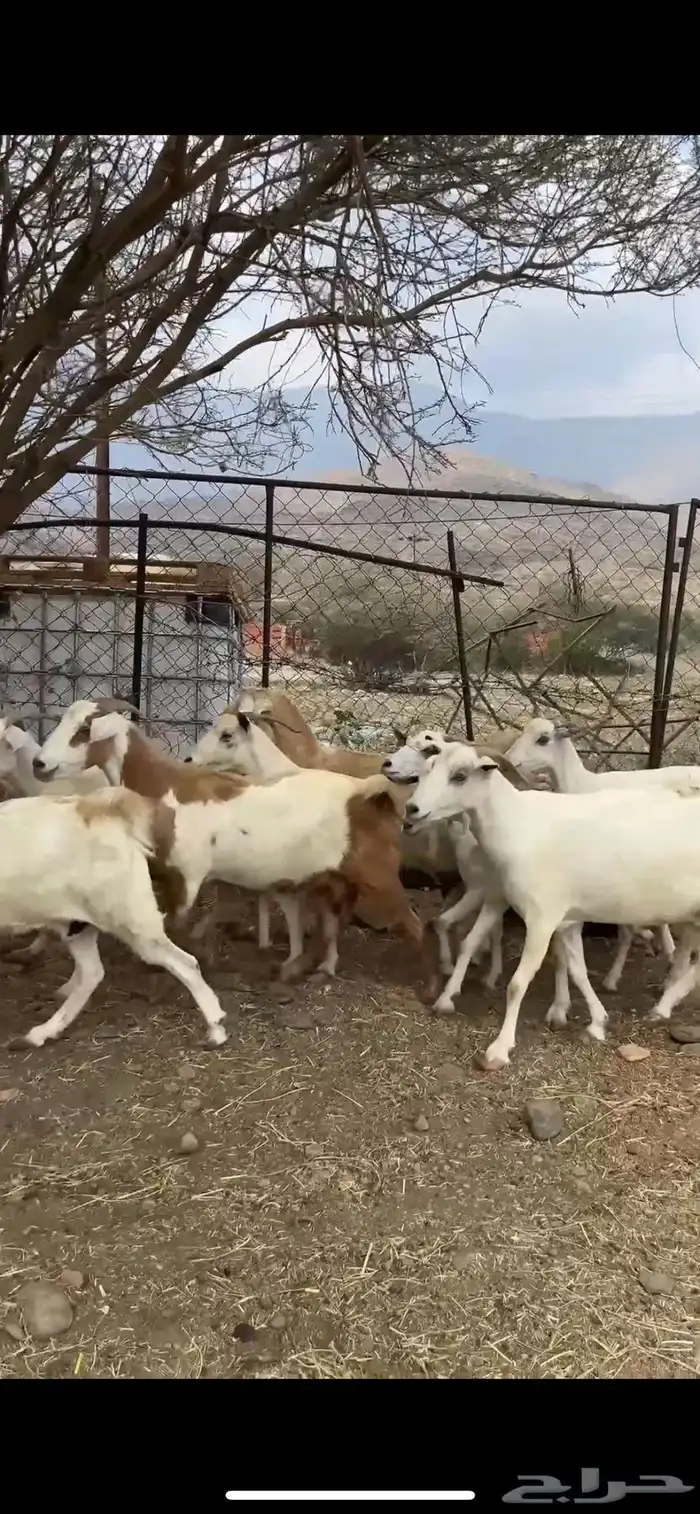 للبيع معزا مراح 0