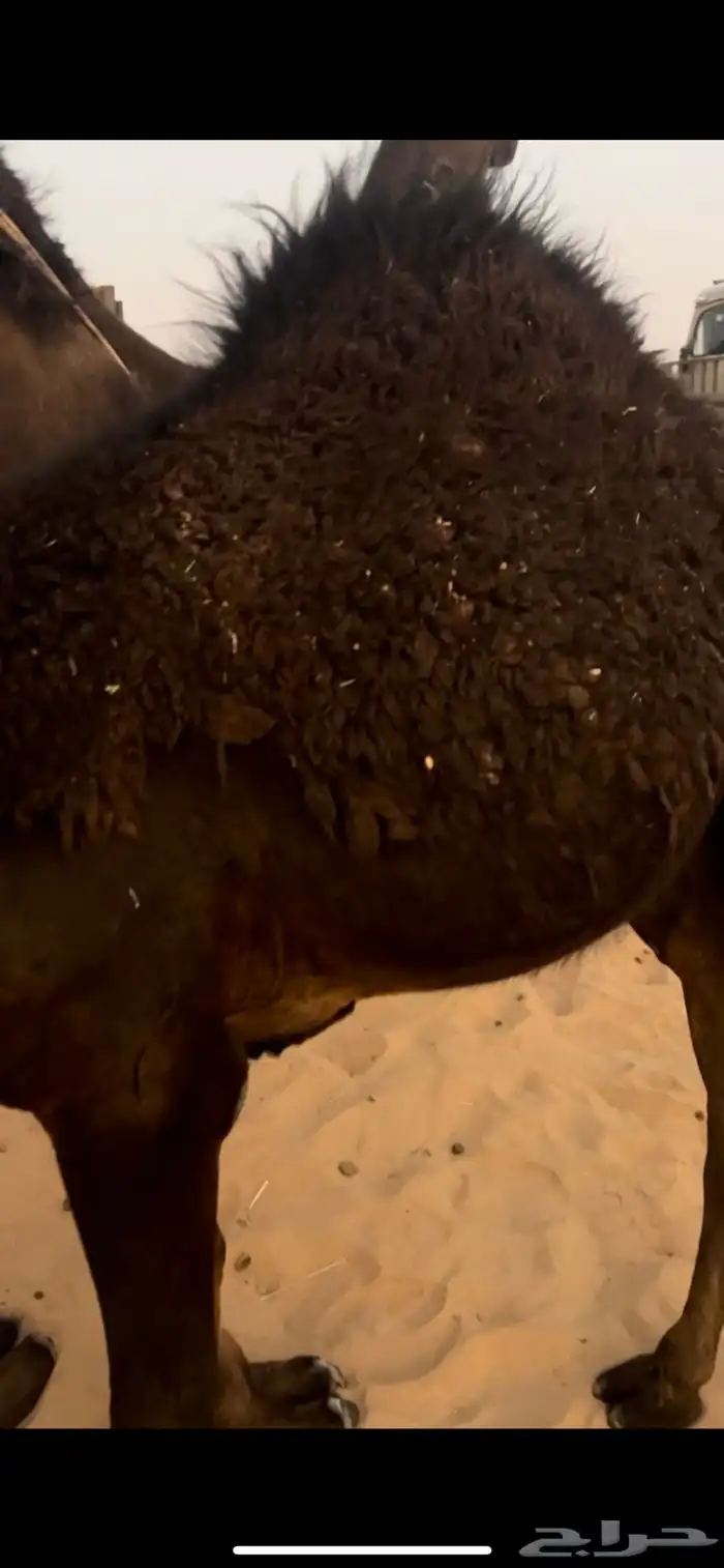 قعود فل شحك 2