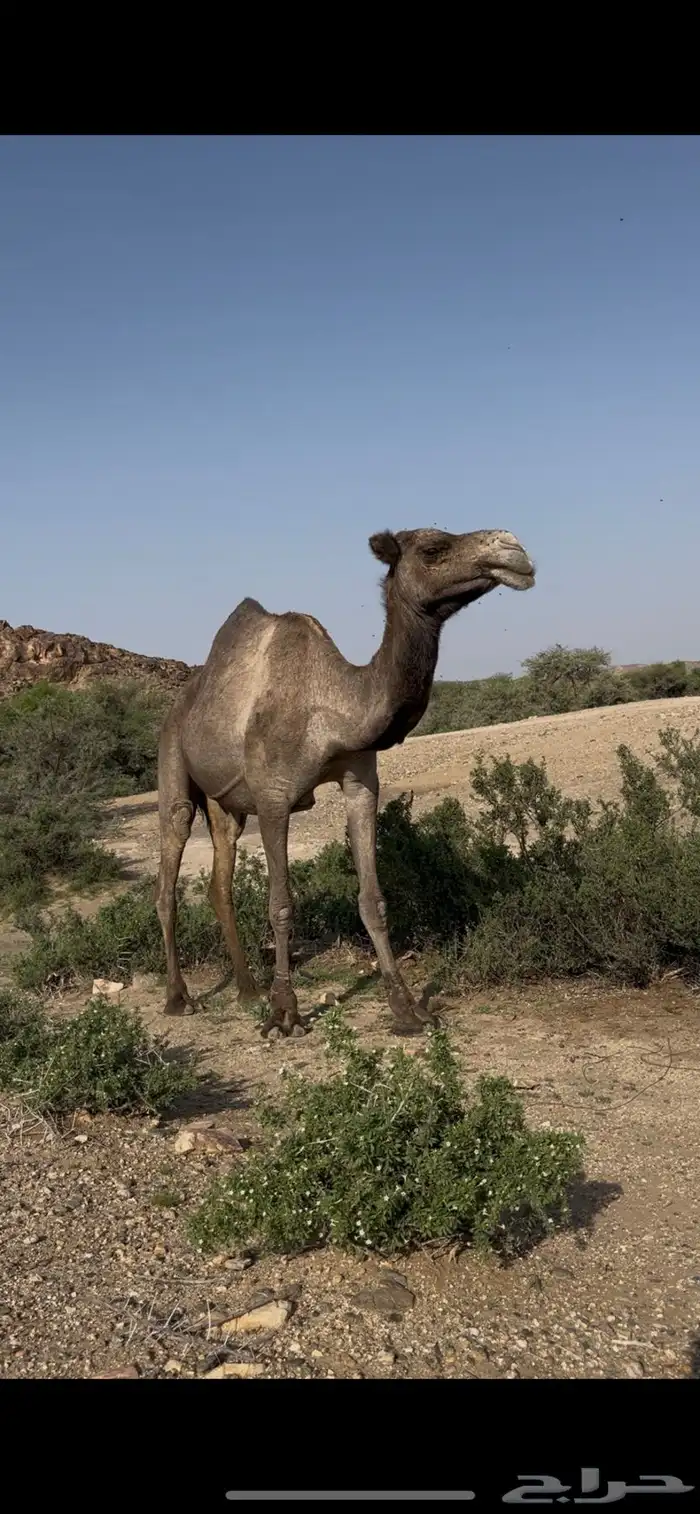 ناقه لقحه 1