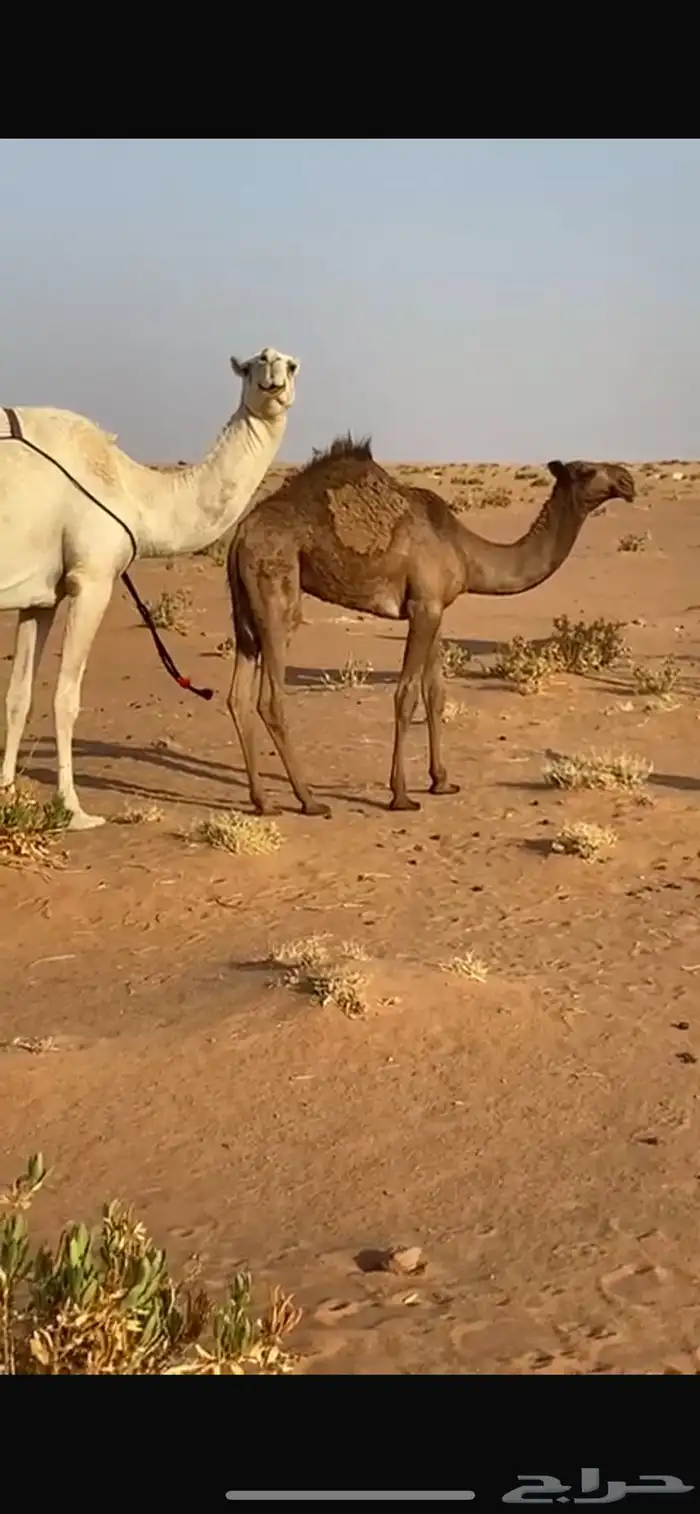 بكره صفرا 2