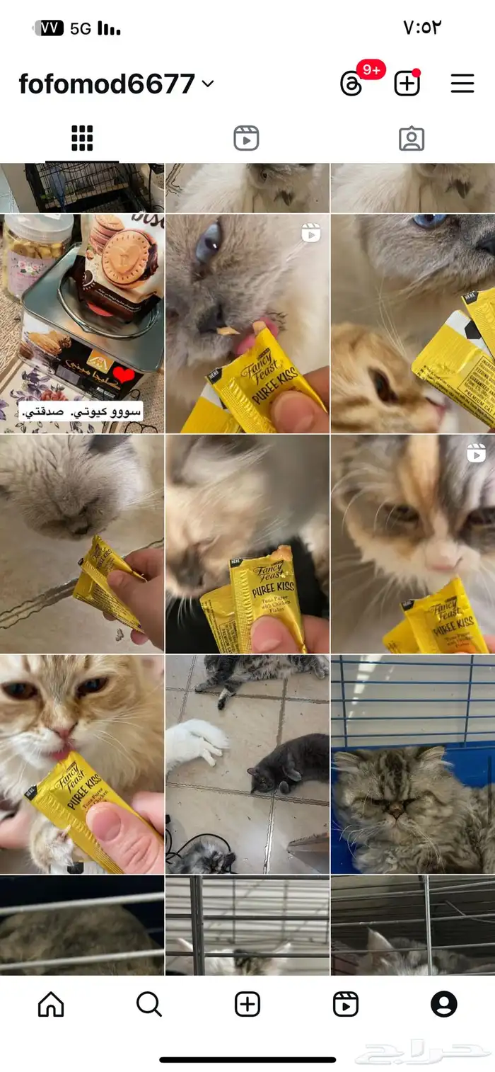 اوتيل قطط و طيور. حياكم 1
