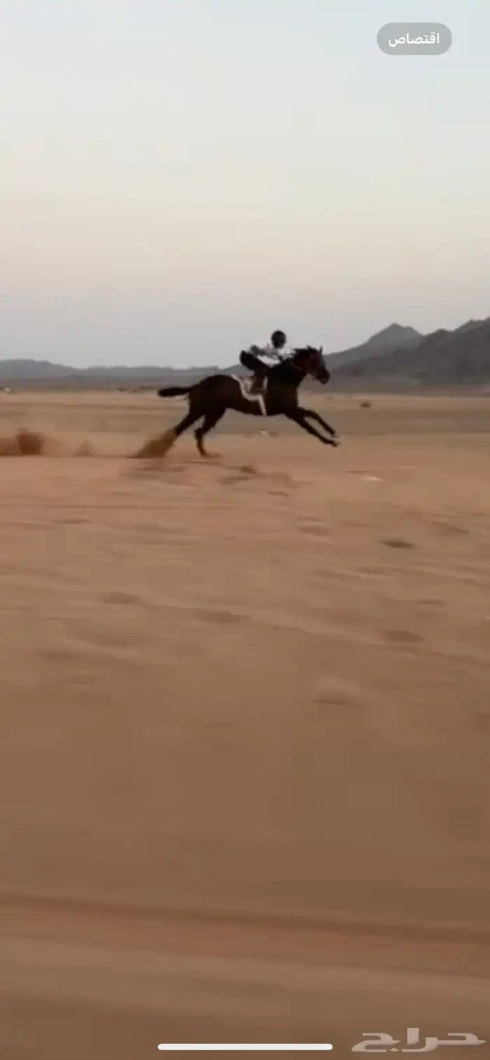للبيع فرس شعبية 4