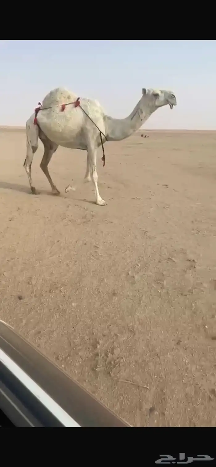 اللبيع العونيه اللقحه على باتلي وعلى جميع شروط 0