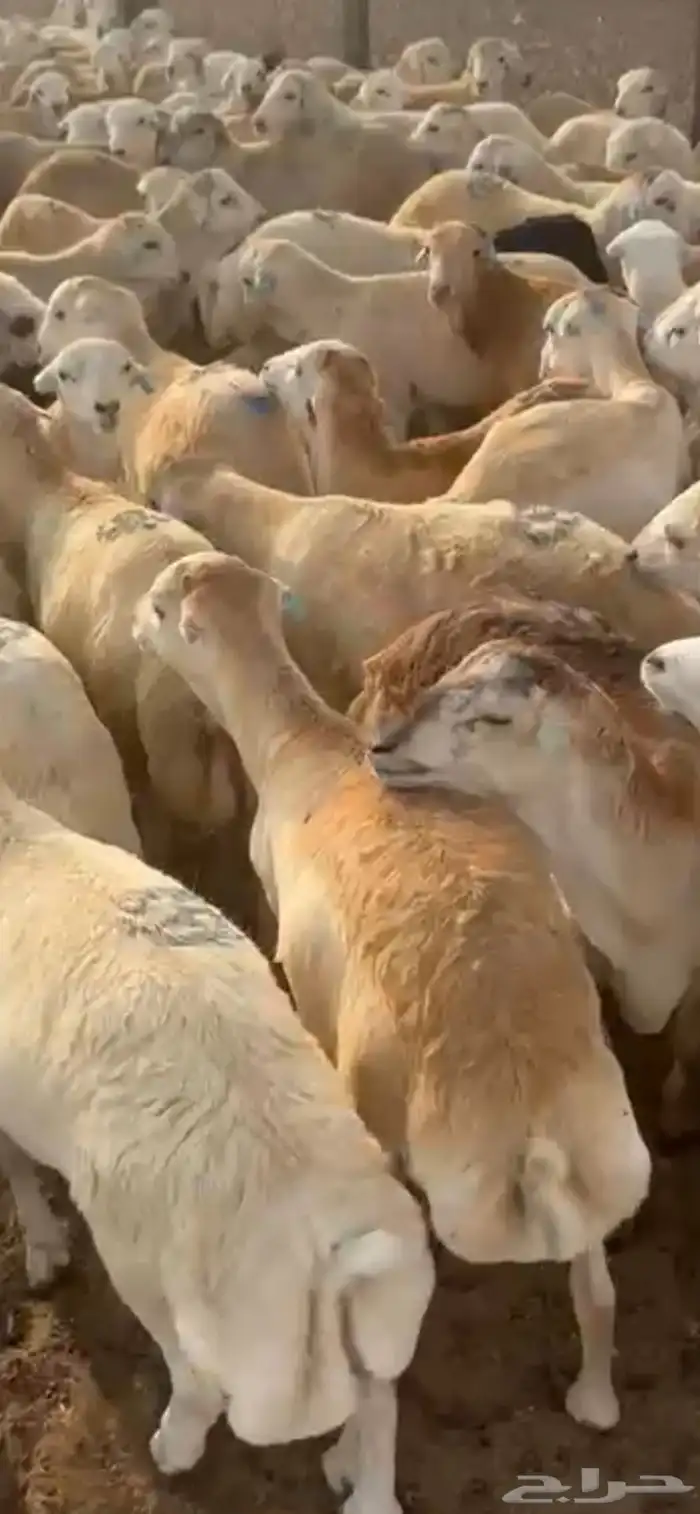 عوض اليوم الوطني خرفان رفيدي الاسعار تبدا اليوم اليوم واحد 1