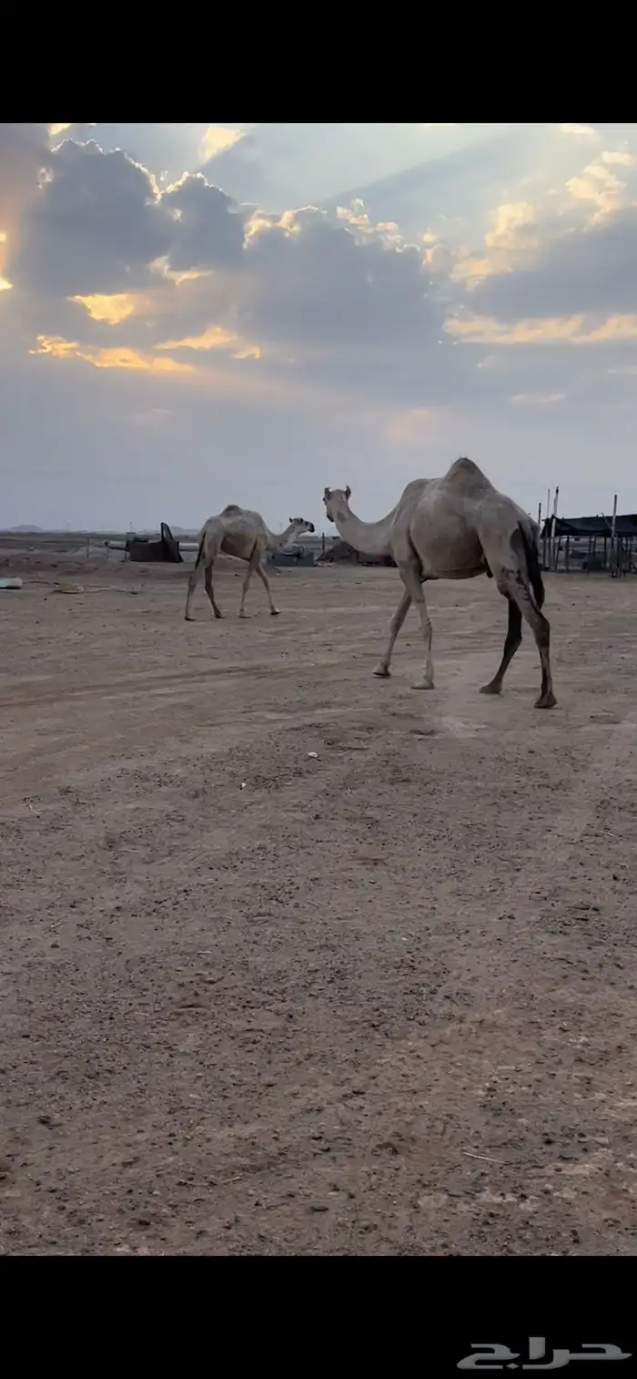 ضريبه شقحا 3