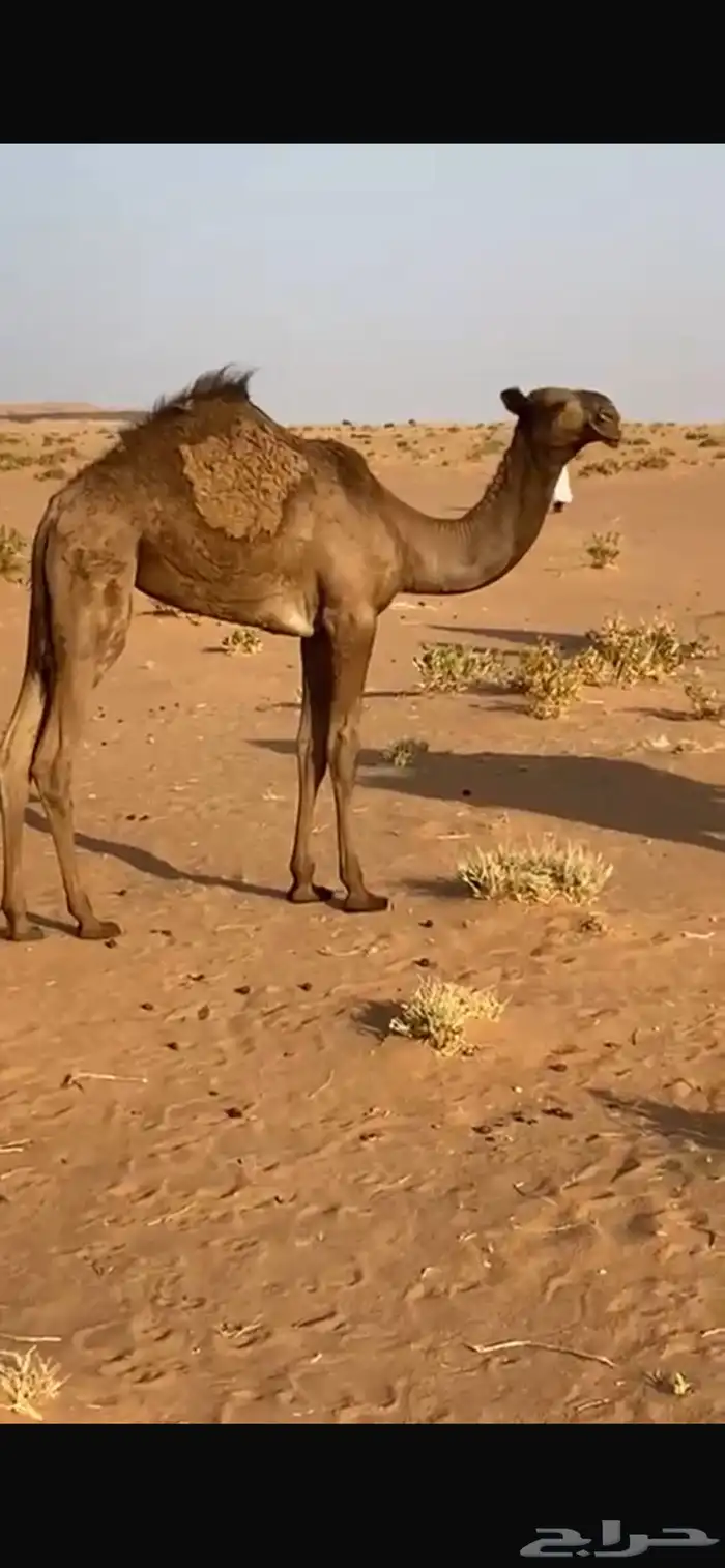 بكره صفرا 0
