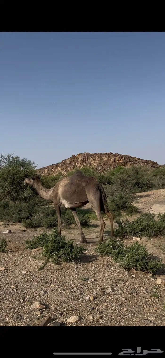 ناقه لقحه 2