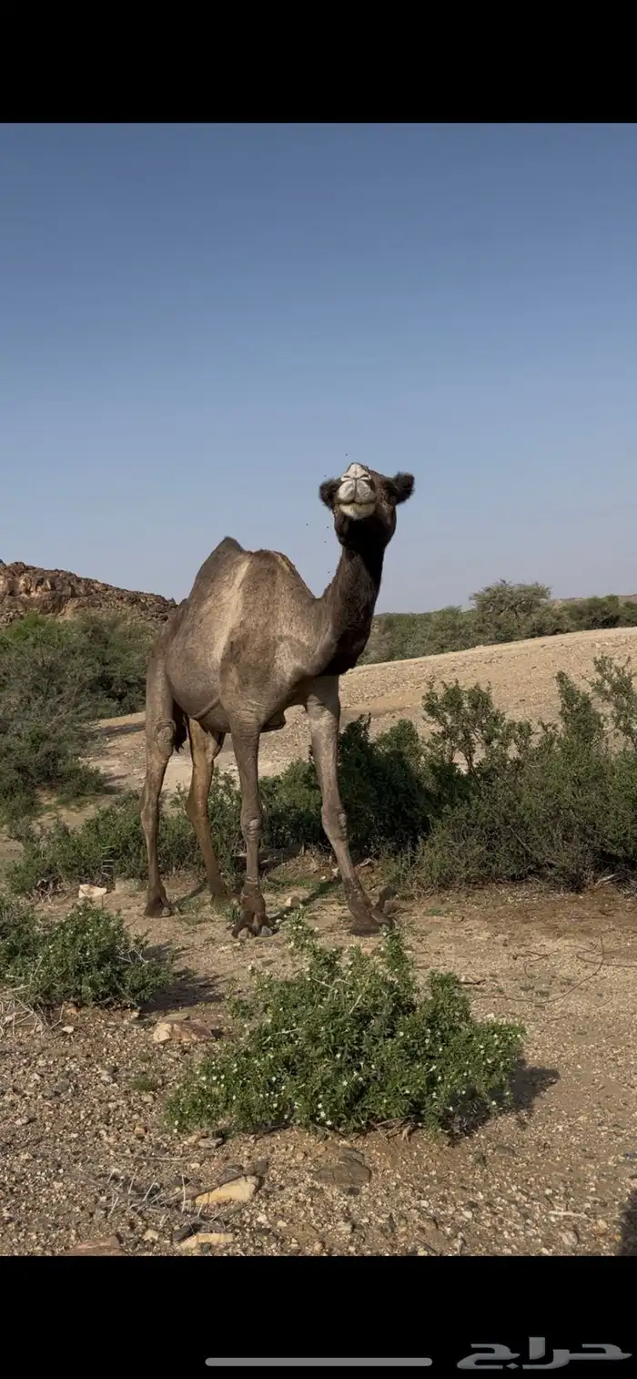 ناقه لقحه 0