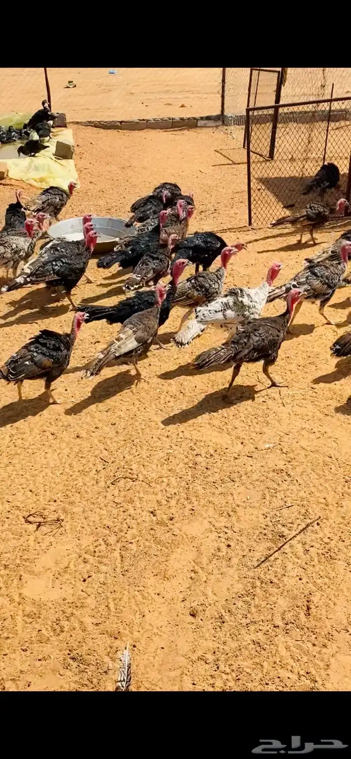 رومي العمر 4 شهور 0