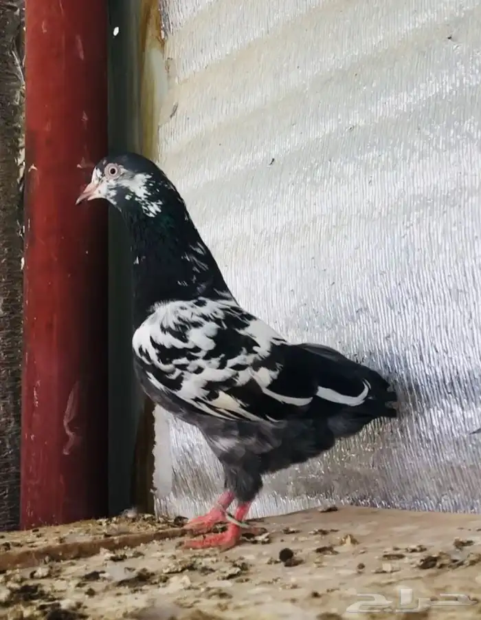 تم البيع أنثى تيدي شينا أساس منتجه 3