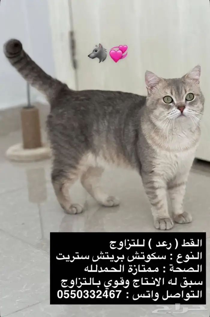 سكوتش عروض 11