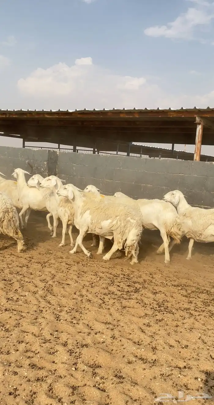 غنم حريات حرش مراح صنف 28 بفحلها 2