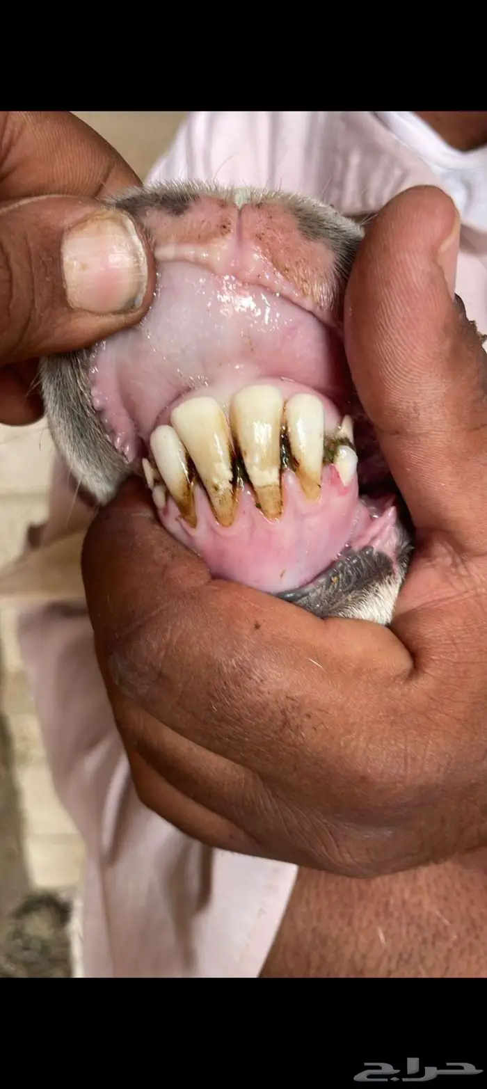 طلي سديس صنف الصنف للبيع 4