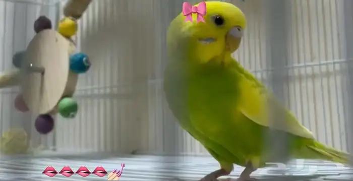 اناث البادجي جاهزات للإنتاج.. 5