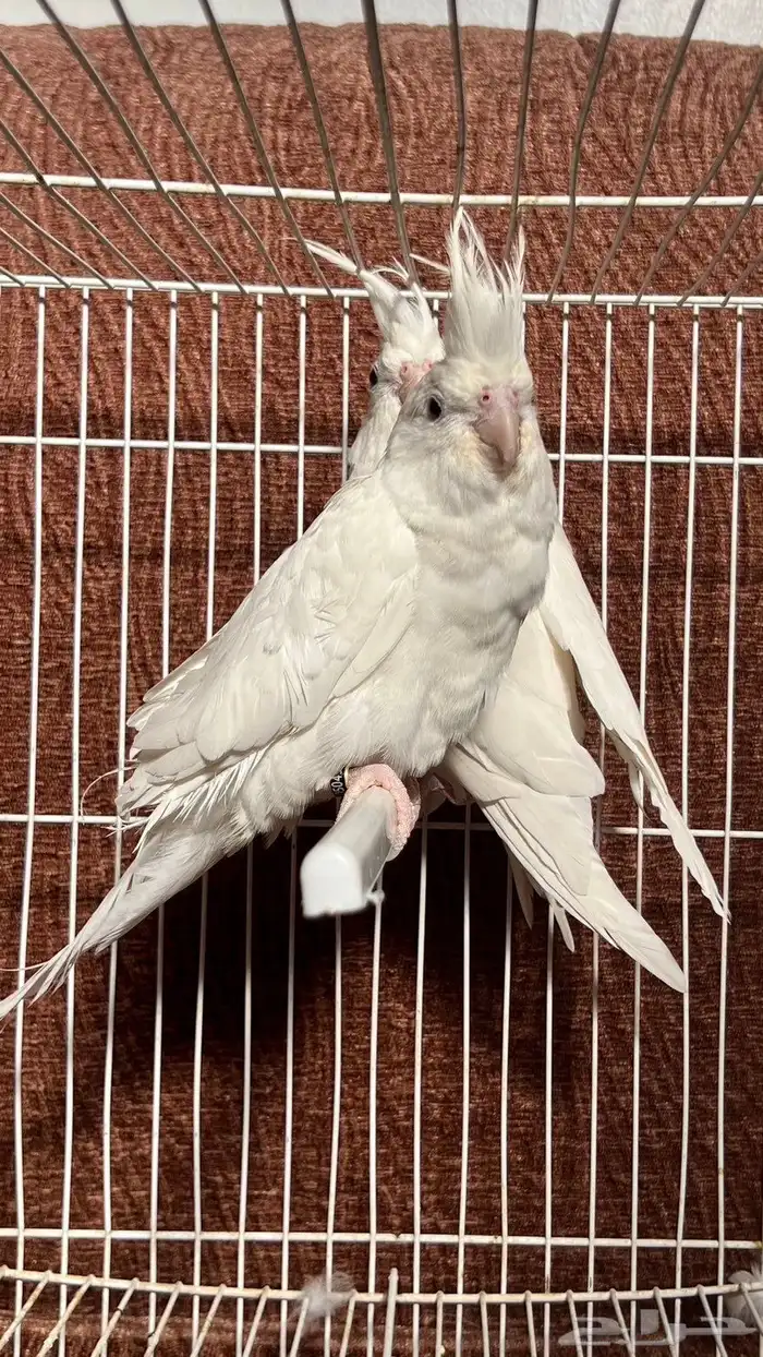 جوز كروان البينو عيون حمر 1