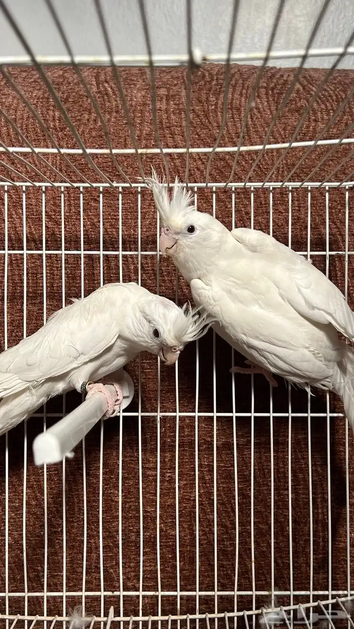 جوز كروان البينو عيون حمر 3