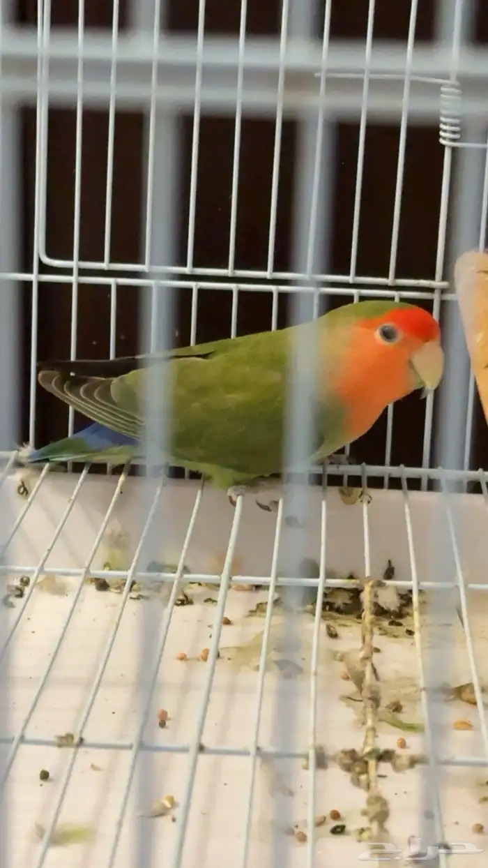 روز يكوليس و كروان حبشي للبيع بس م ادري هل ذكور او إناث 3