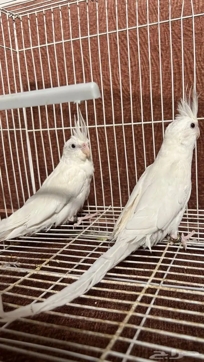 جوز كروان البينو عيون حمر 2