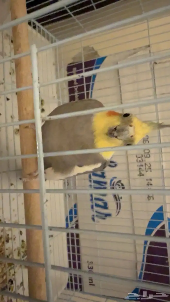 روز يكوليس و كروان حبشي للبيع بس م ادري هل ذكور او إناث 4