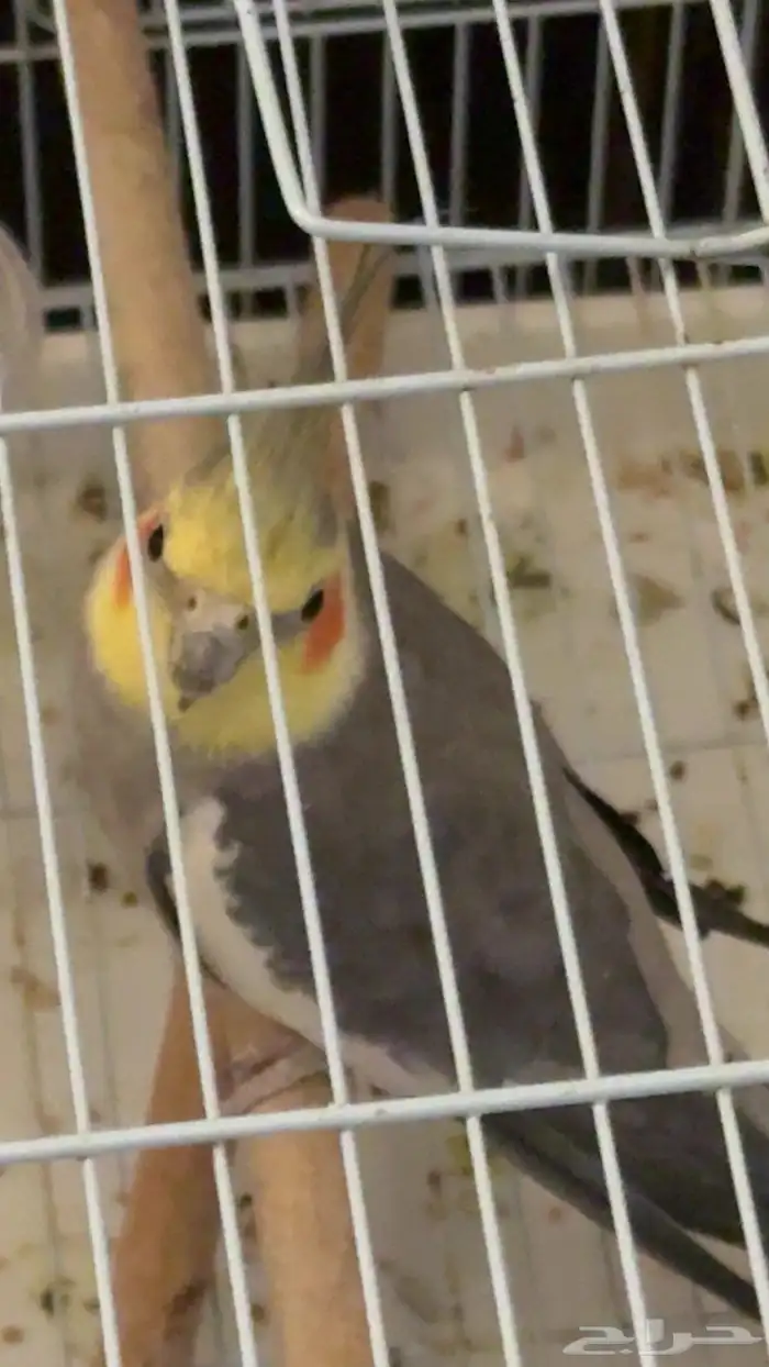 روز يكوليس و كروان حبشي للبيع بس م ادري هل ذكور او إناث 1