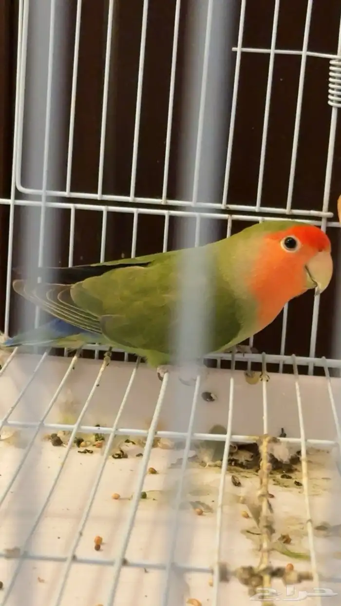 روز يكوليس و كروان حبشي للبيع بس م ادري هل ذكور او إناث 2