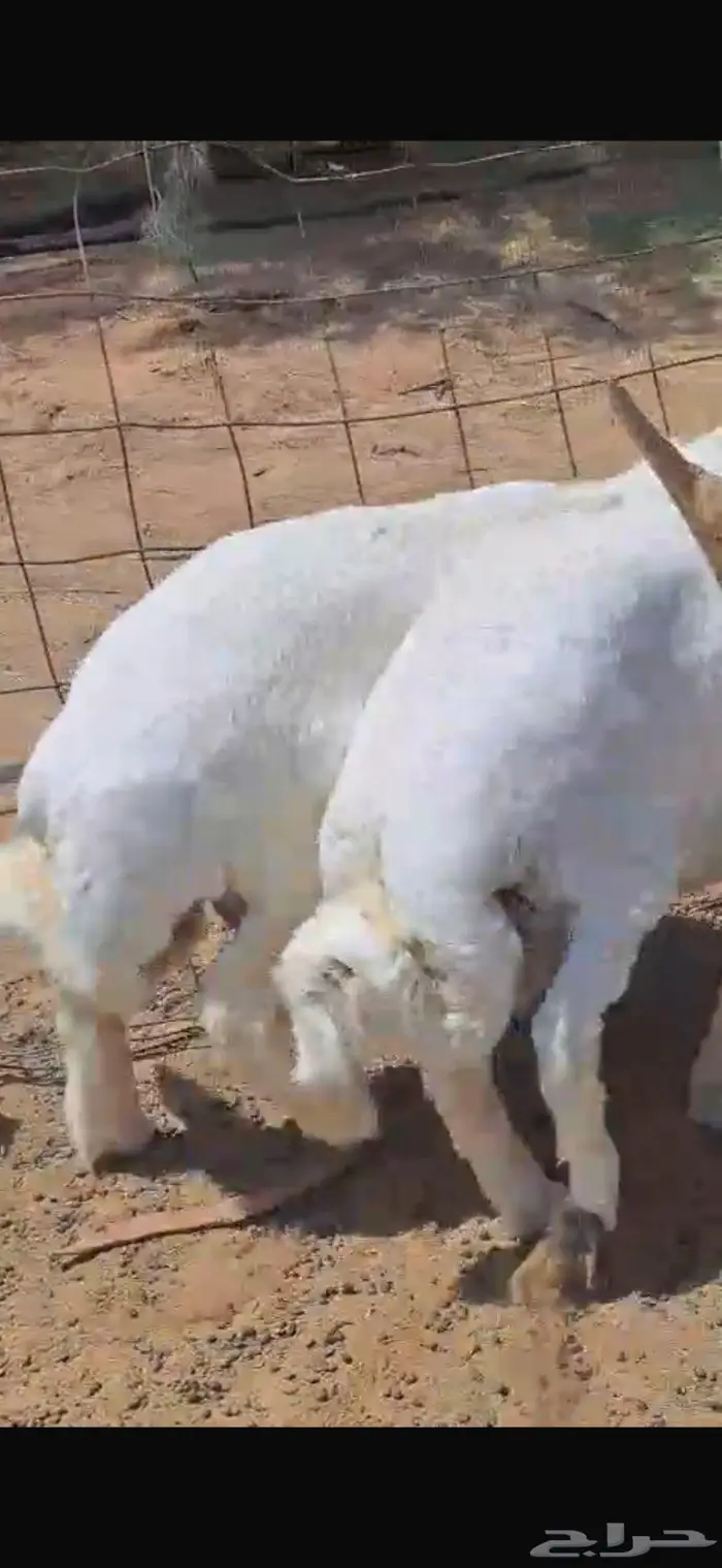 طليان حريه للبيع 0
