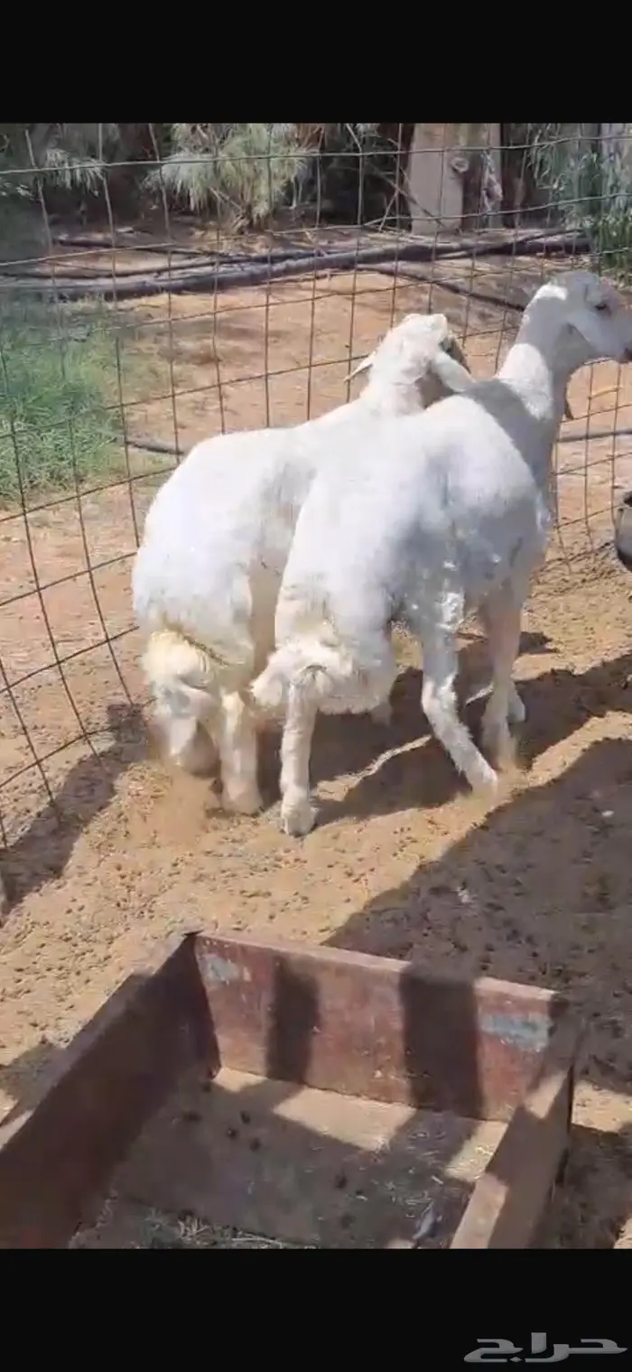 طليان حريه للبيع 2
