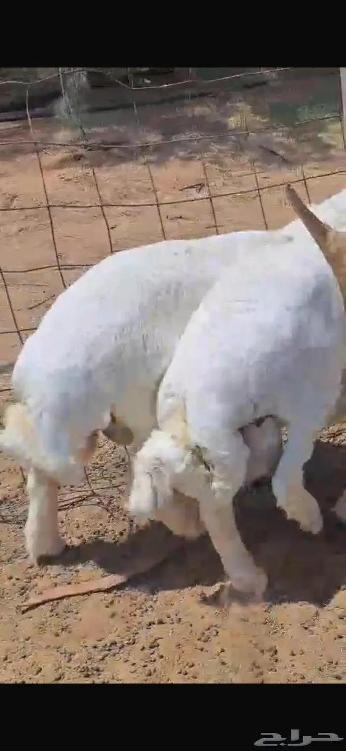 طليان حريه للبيع 1