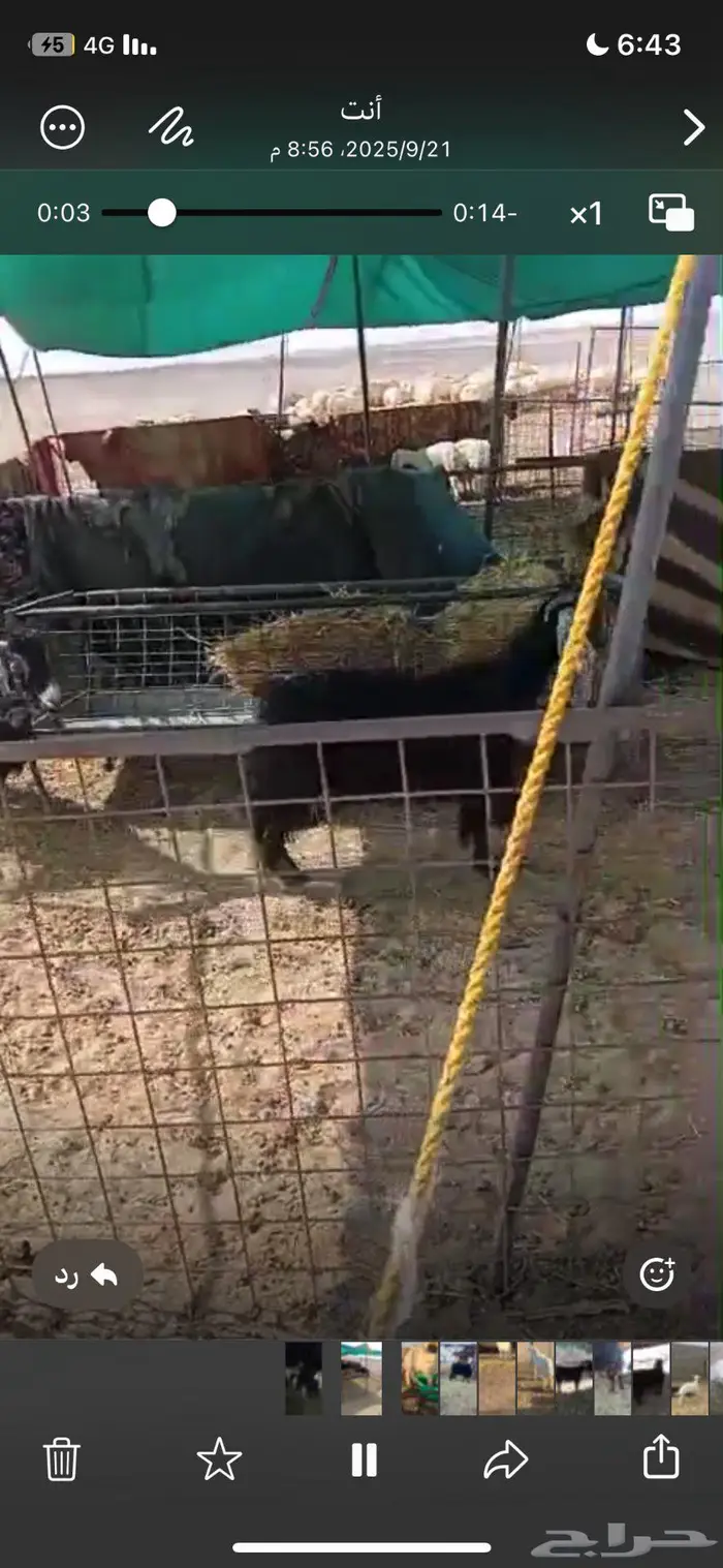 معزا ثوانت العدد 2 مع فحول ان شاء الله مضاريع 1
