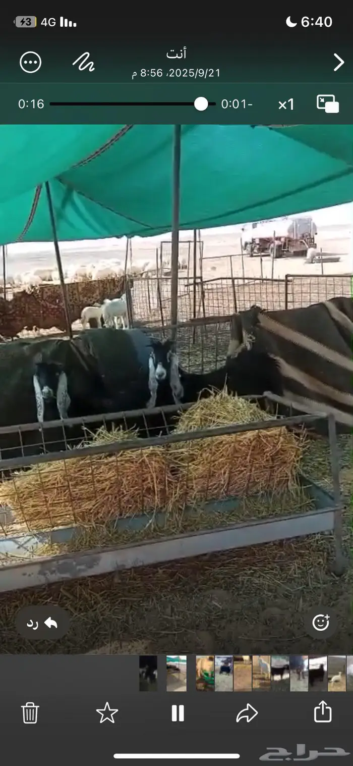 معزا ثوانت العدد 2 مع فحول ان شاء الله مضاريع 3