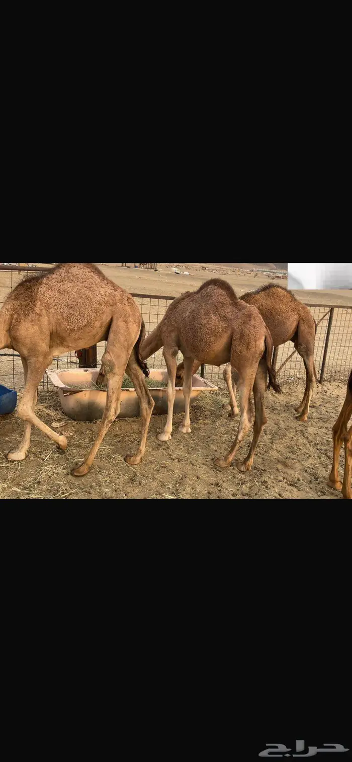 قعدان 0