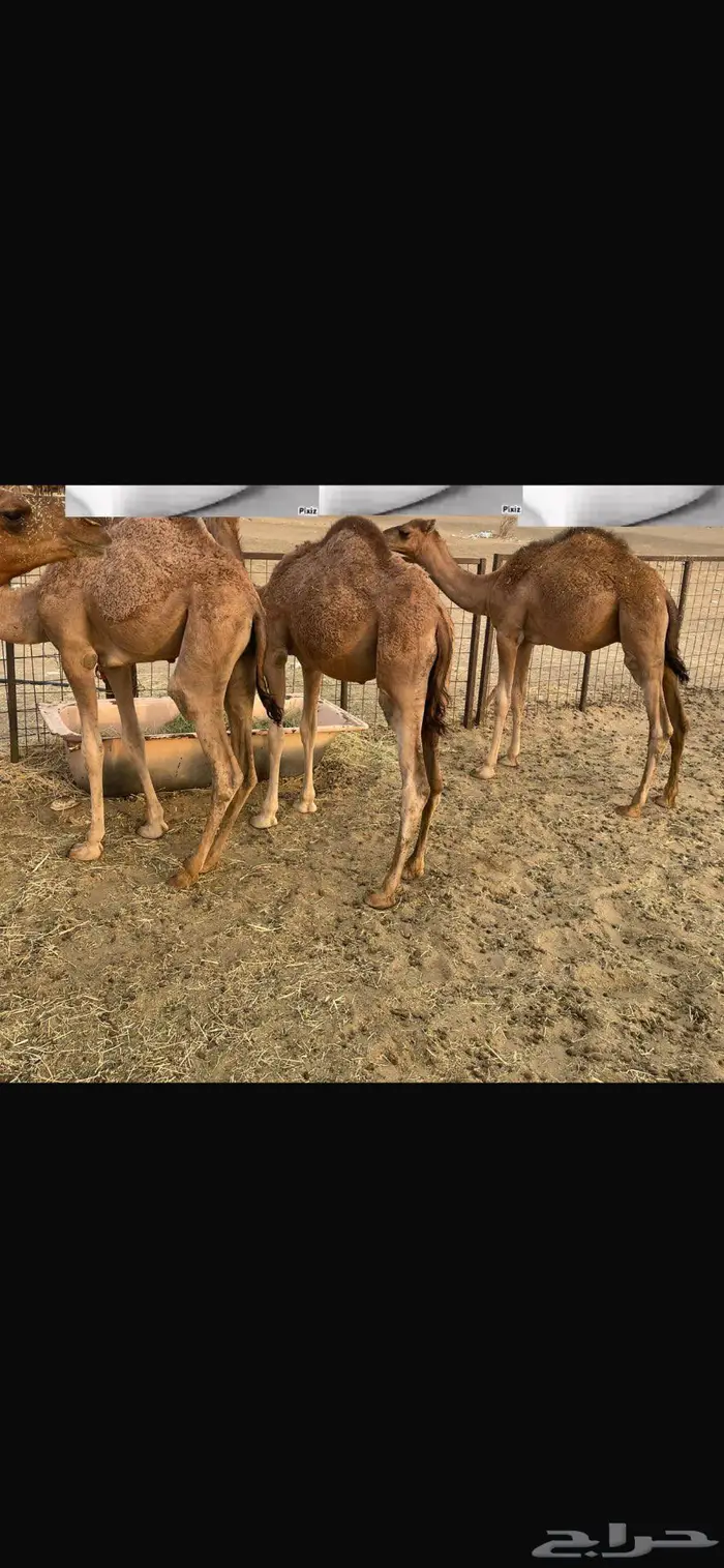 قعدان 1