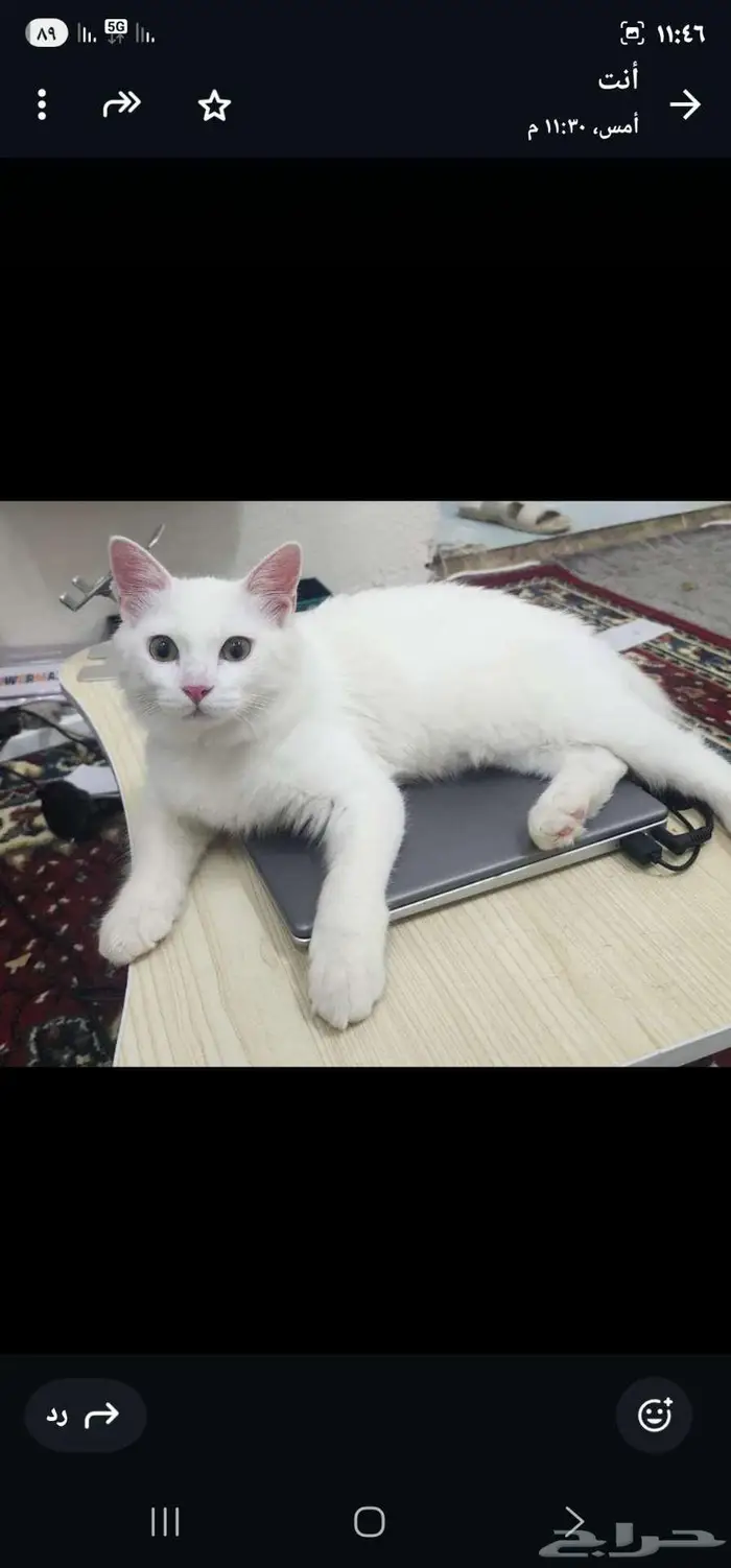 قط شيرازي نظيف ولطيف جدا جدا 1