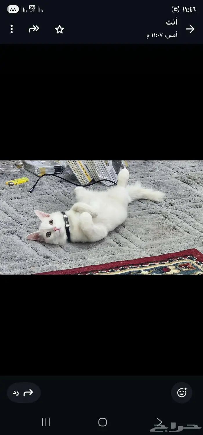 قط شيرازي نظيف ولطيف جدا جدا 3