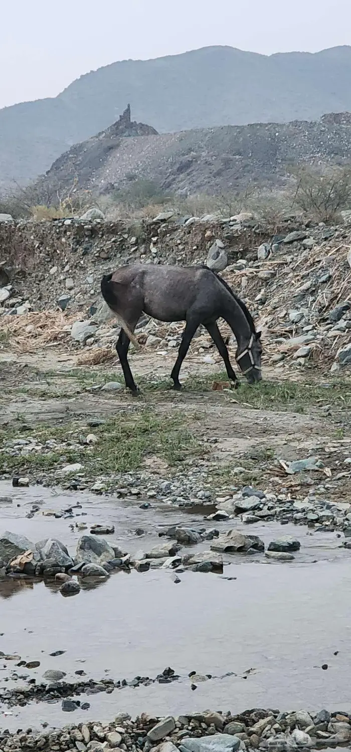 حصان شعبي ب2000ريال 1
