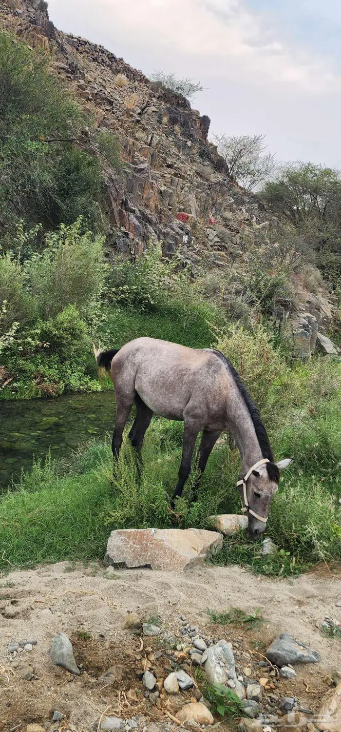 حصان شعبي ب2000ريال 0