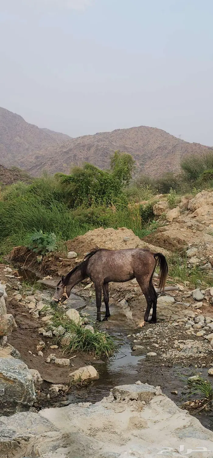 حصان شعبي ب2000ريال 2