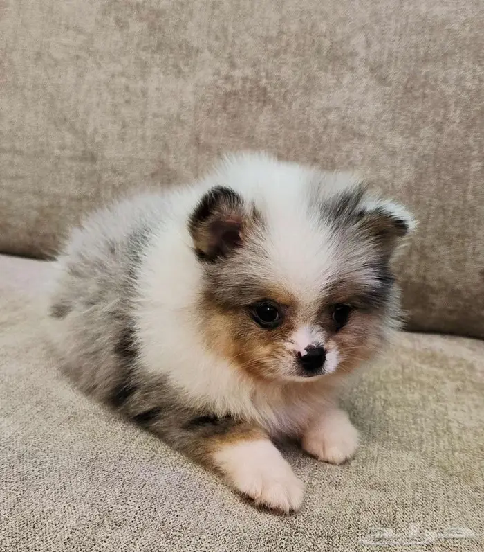 Mini toy poodle and pomeranian ميني توي بودل وبومرينيم 10