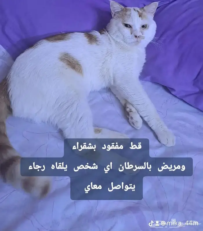 قط مفقود 1