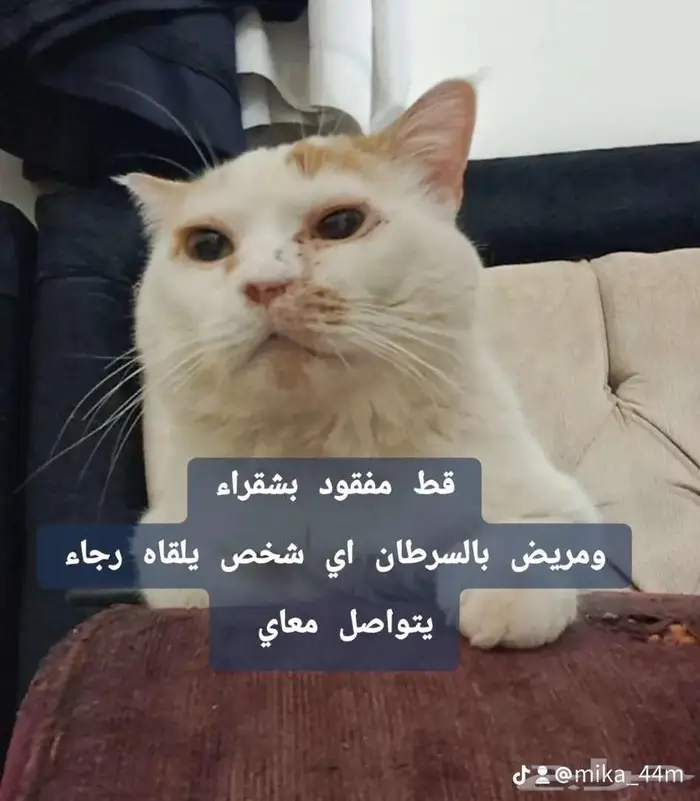 قط مفقود 3